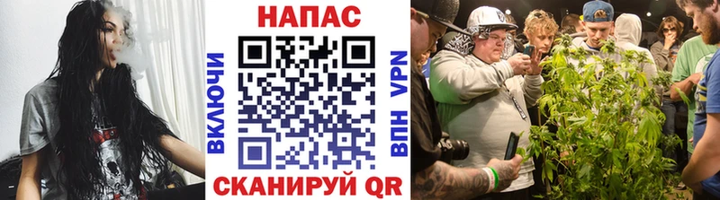 Бошки Шишки семена Терек